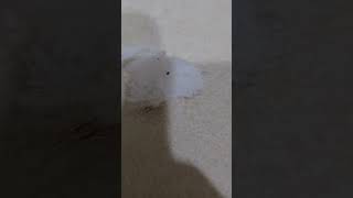 [問題] 有人知道這是什麼蟲嗎？