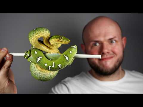 MÓJ NOWY WĄŻ ZA 5000 zł! - SPECIAL NA 300 tys. SUBSKRYPCJI!