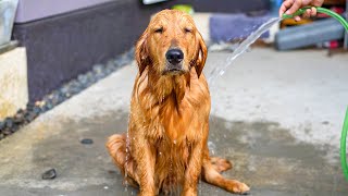 17 Ways You’re Hurting Your Golden Retriever Without Realizing