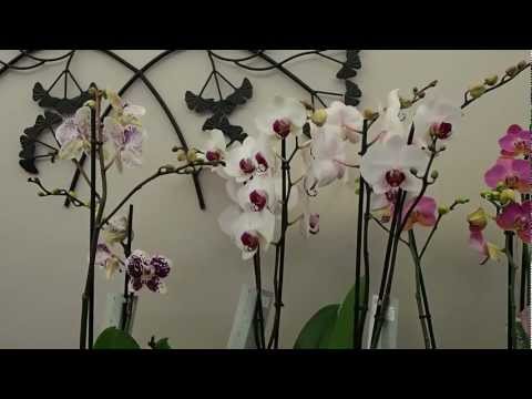 comment traiter cochenille orchidées