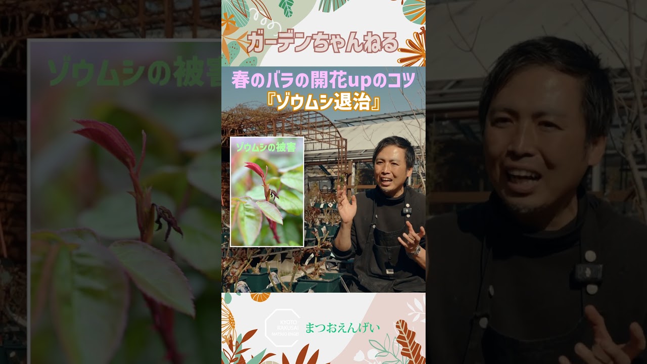 ゾウムシには「ベニカＸファイン（スプレー）」か「ベニカＲ」がオススメです！