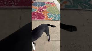 Video preview image #1 American Pit Bull Terrier-Unknown Mix Puppy For Sale in Germantown, OH, USA