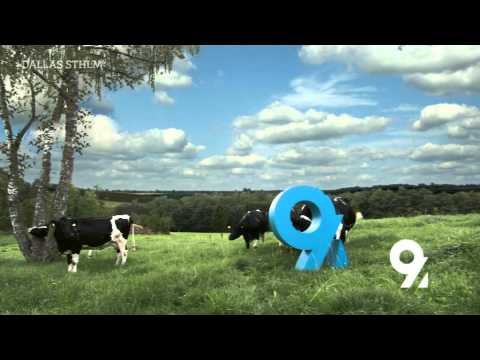 Kanal 9 Channel Identity "Cow 1" - Dallas Sthlm