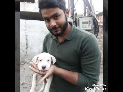 My pitbull pup with parvo virus story