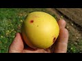 Golden Delicious The Queen Of Yellow Apples