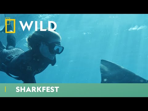 Swimming With The Sharks | Sharkfest | National Geographic WILD UK