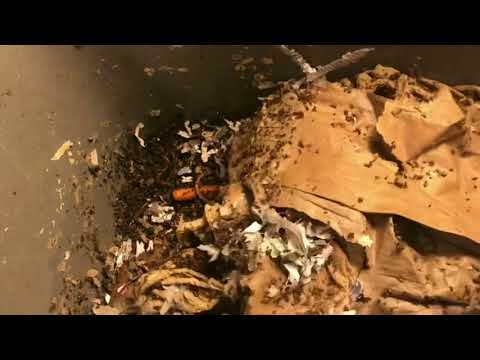 European Night Crawler: Final Harvest Update AND Feeding