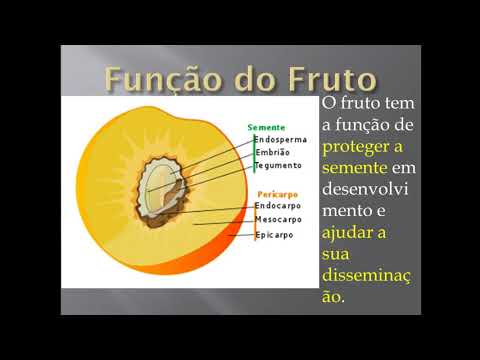 Composição e funcao do fruto