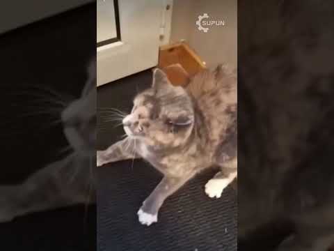 Cat 🐈 funny #cute #kitty #cutecat #scary #catfunny #catvideos #funnycatvideos #funny #youtubeshorts
