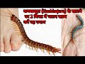 Kankhajura कनखजूरा कंनगोजर के काटने पर तुरंत