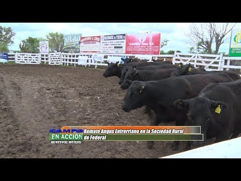 Remate Angus Entrerriano 2019 - Gabriel Galli