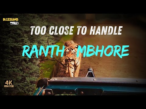 😱 Uncomfortably Close Tiger Encounter in Ranthambhore Tiger Reserve (Zone 2) 😱🐾|