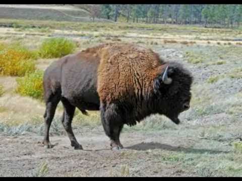 Windswept by Painted Raven- featuring the bison of Yellowstone