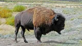 Windswept by Painted Raven- featuring the bison of Yellowstone