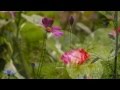 Bee Gees - Wildflower (HQ) + lyrics 