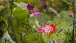 Bee Gees - Wildflower (HQ) + lyrics