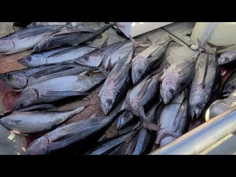 Holy TUNA !! Pacific northwest