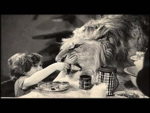A Tragic Story of a Family Who Had Three Lions as Pets