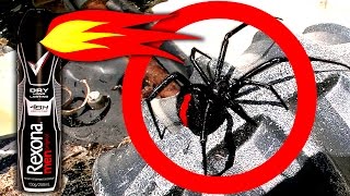Redback Black Widow Spiders On Childrens Tonka Truck Toys Spider Infestation Scary Video