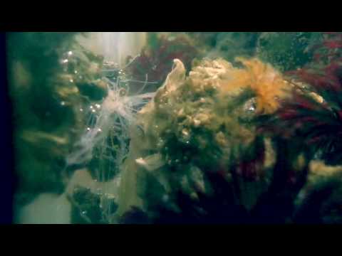 Michael Andrews and Gary Jules - Mad World