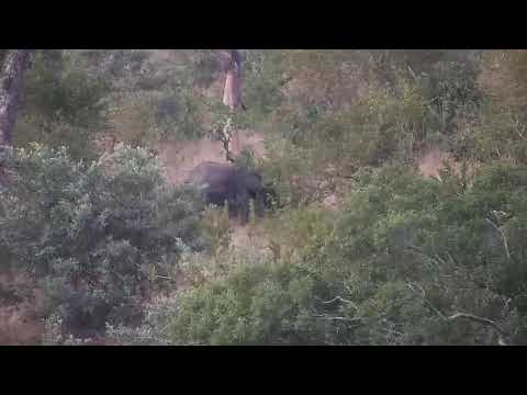 Djuma: Lone Elephant feeding-then others seen moving off - 17:18 - 05/21/21