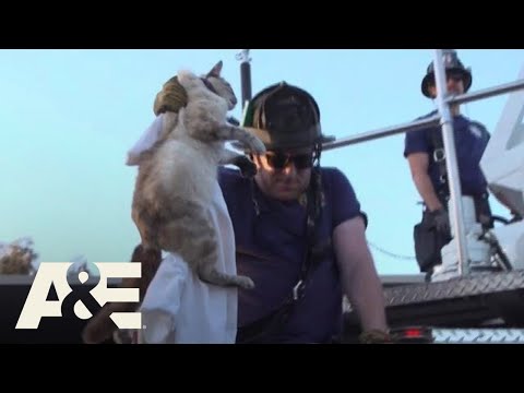 Live Rescue: Cat Stuck In a Tree (Season 2) | A&E