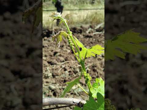 los pequeños rasimo de uva #viralvideo #suscribense #visitarcalifornia #california #wine