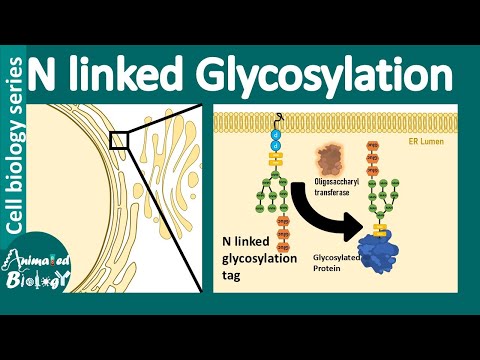 N linked glycosylation | What is the role of N-linked glycosylation in ER protein folding?