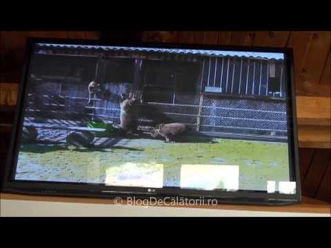 Rezervatia de ursi LiBEARty de la Zarnesti - prezentare