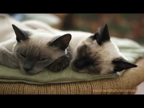 music calm pour les chats