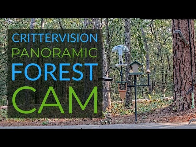 Live webcam view of Comedero de Fauna del Bosque