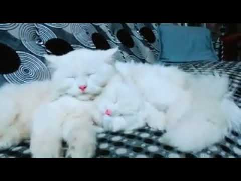 Cat and  qawwali NFAK and Hadi writes