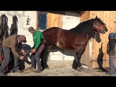 Armasarul Cezar la potcovit   Marisel, Cluj - 2020 Nou!!!