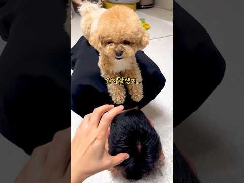 시각장애인 아빠 지켜주는 천재견 반응 #시트콤