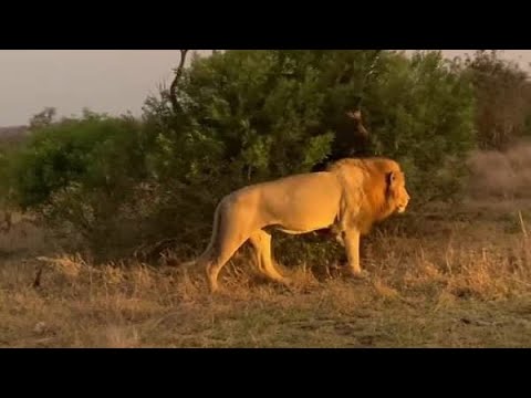 plains camp males at Western Sabi Sand
