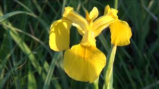 HÍREK A TERMÉSZETBŐL