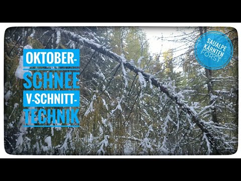 Oktober-Schnee im Forst und die V-Schnitt-technik
