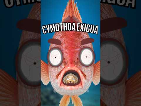 O Parasita que ROUBA a Língua dos Peixes! #parasitas #peixes #curiosidades