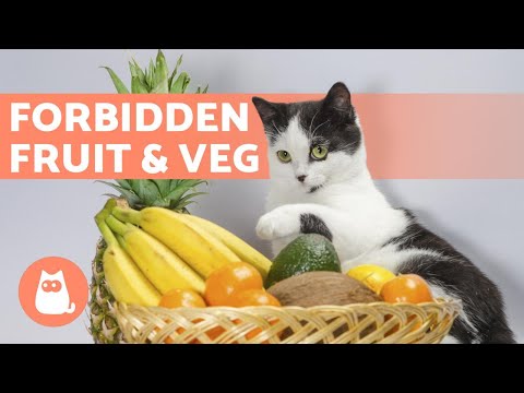 7 FRUITS and VEGETABLES Your CAT CAN'T HAVE - YouTube