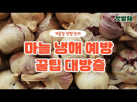 , title : '겨울철 마늘 양파 냉해 예방 꿀팁! 폭신한 토양 만들기 유기질퇴비'