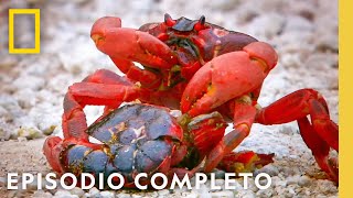 Misterios Marinos | Viajes Salvajes | Nat Geo en Español