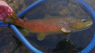 Big Brown Trout! ~Boise River Fall Fishing Report~