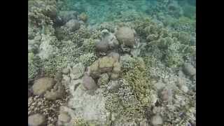 preview picture of video 'Menjangan Snorkelling'