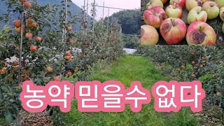 탄저병 약 효과 없다?