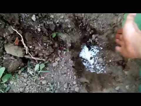 download lagu mp3 mp4 Where Can I Buy Pumpkins Out Of Season, download lagu Where Can I Buy Pumpkins Out Of Season gratis, unduh video klip Where Can I Buy Pumpkins Out Of Season