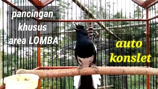 Download lagu PANCINGAN KACER KHUSUS AREA LOMBA AGAR CEPAT konslet ||langsung gantang || mp3 Download lagu PANCINGAN KACER KHUSUS AREA LOMBA AGAR CEPAT konslet ||langsung gantang || mp3