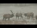 Bull Elk Spar In The Snow ViralHog