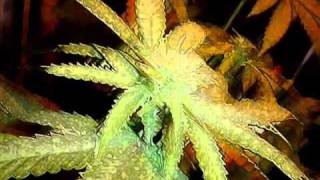 Chaozz - Marie a Jana Chaozz - Marie a Jana