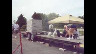 preview picture of video 'Newfoundland pulls 10,230 lbs'