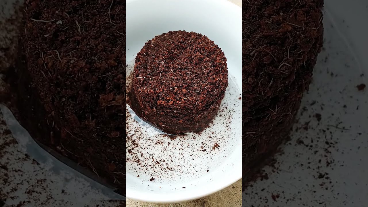 Watch This Coco-Peat Pellet Expand in 60s! 🌱: Kitchen Gardening with Kimberly